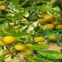 kumquat tree wallpaper  screen for extension Chrome web store in OffiDocs Chromium