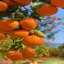 kumquat wallpaper  screen for extension Chrome web store in OffiDocs Chromium