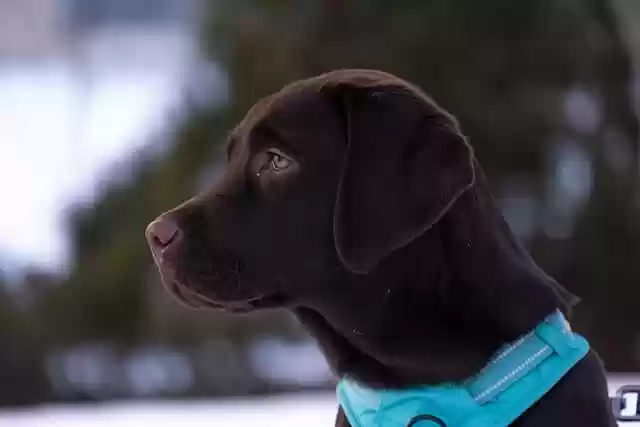 Free download labrador retriever dog animal puppy free picture to be edited with GIMP free online image editor
