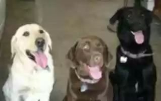 Free download Labrador Retrievers Jake Hamlet Othello Yellow Black Chocolate free photo or picture to be edited with GIMP online image editor