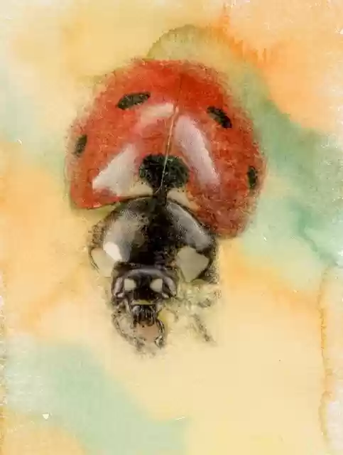 Free download Ladybird Art Background -  free illustration to be edited with GIMP free online image editor
