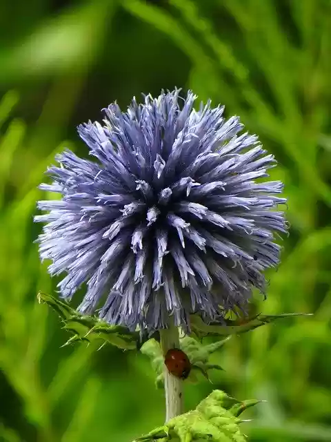 Free download Ladybird Flower Nature -  free photo or picture to be edited with GIMP online image editor