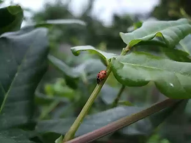 Free download Ladybird Ladybug Insect -  free photo or picture to be edited with GIMP online image editor