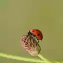 Ladybug and flowers  screen for extension Chrome web store in OffiDocs Chromium