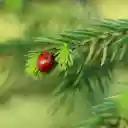 Ladybug and the long green leaf  screen for extension Chrome web store in OffiDocs Chromium