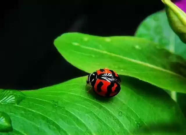 Free download Ladybug Coquito Insect -  free photo or picture to be edited with GIMP online image editor