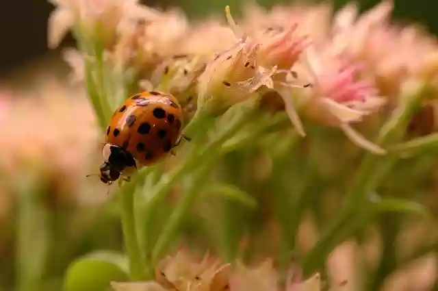 Ladybug Insect Bloom by OffiDocs for office