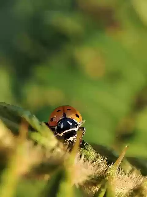 Free download ladybug insect ladybird beetle free picture to be edited with GIMP free online image editor