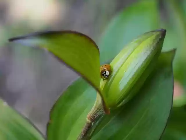 Free download ladybug insect lily bud nature free picture to be edited with GIMP free online image editor