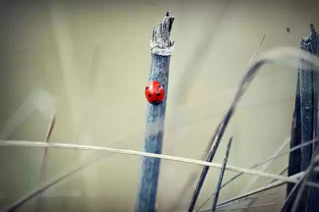 Free download ladybug insect stick forest nature free picture to be edited with GIMP free online image editor