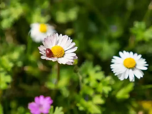 Free download Ladybug Nature Flower -  free photo or picture to be edited with GIMP online image editor