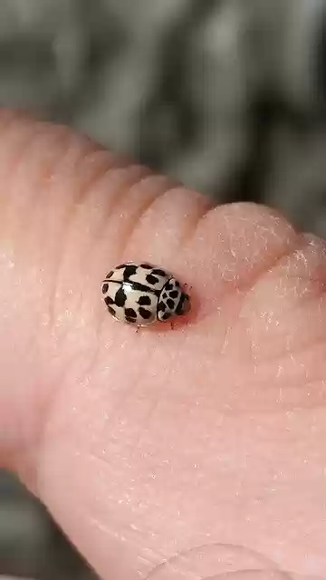 Free download Ladybug Nature Forest -  free photo or picture to be edited with GIMP online image editor