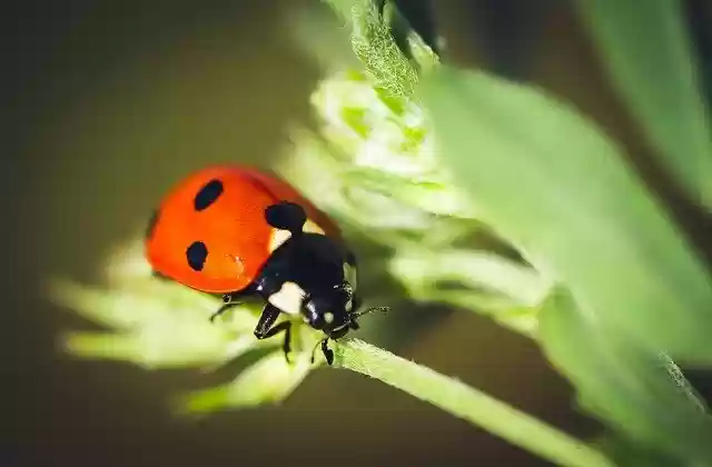 Free download Ladybug Nature Insect -  free photo or picture to be edited with GIMP online image editor