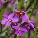 Ladybug on purple flower  screen for extension Chrome web store in OffiDocs Chromium