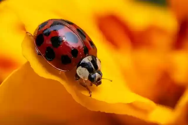 Free download ladybug red insect flower spring free picture to be edited with GIMP free online image editor