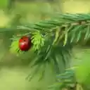 LADYBUG Theme  screen for extension Chrome web store in OffiDocs Chromium