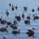 Lake and Birds  screen for extension Chrome web store in OffiDocs Chromium