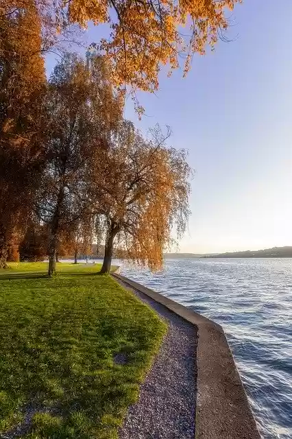 Free download Lake Bank Tree free photo template to be edited with GIMP online image editor