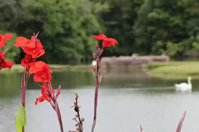 Free download Lake Flowers Myanmar -  free photo or picture to be edited with GIMP online image editor