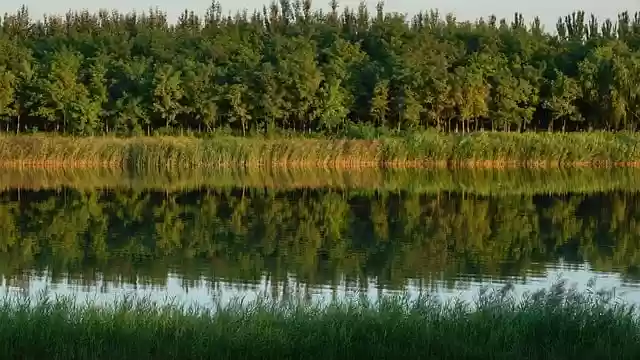 Scarica gratuitamente l'immagine di sfondo degli alberi della foresta del lago da modificare con l'editor di immagini online gratuito di GIMP