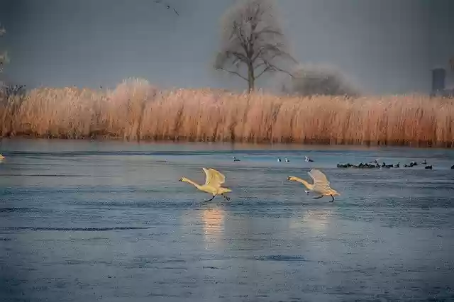 Free download Lake Frost Landscape free photo template to be edited with GIMP online image editor