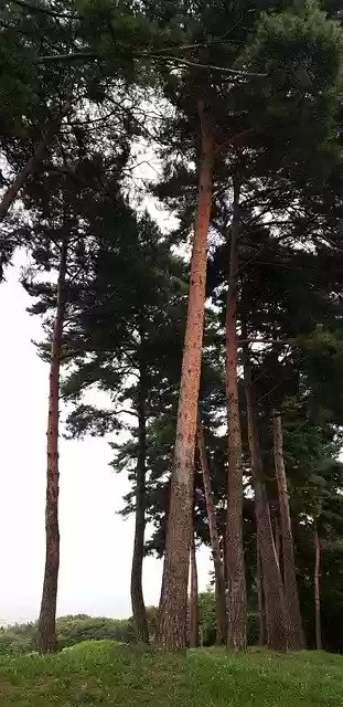 Free download Lake Park Pine Red -  free photo or picture to be edited with GIMP online image editor