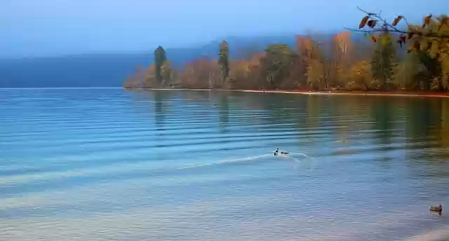 Free download lake thun trees ducks autumn water free picture to be edited with GIMP free online image editor