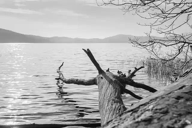Free download lake tree trunk water tribe wood free picture to be edited with GIMP free online image editor