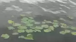 Free download Lake Water Lilies -  free video to be edited with OpenShot online video editor