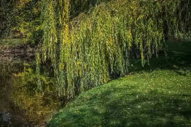 Lake Willow Water を無料でダウンロード - GIMPオンライン画像エディタで編集できる無料の写真や画像