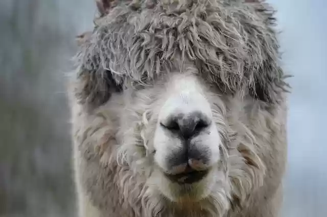 Free download lama alpaca animal mammal wildlife free picture to be edited with GIMP free online image editor