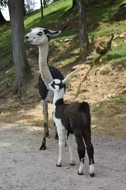 Free download Lama Animal Alpaca -  free photo or picture to be edited with GIMP online image editor
