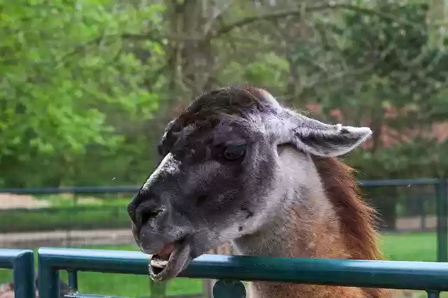 Free download Lama Animal Head -  free photo or picture to be edited with GIMP online image editor