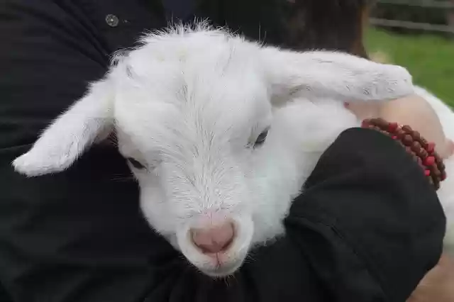Free download lamb nz animal baby sheep grass free picture to be edited with GIMP free online image editor