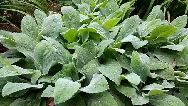 Free download Lambs Ears Stachys Sensory -  free photo or picture to be edited with GIMP online image editor
