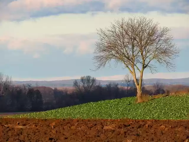 Free download Landscape Agriculture Tree -  free photo or picture to be edited with GIMP online image editor