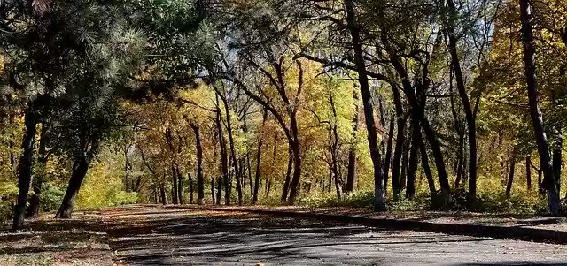 Free download Landscape Autumn Golden -  free photo or picture to be edited with GIMP online image editor