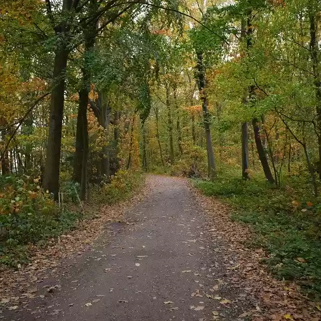 Free download Landscape Autumn Road -  free free photo or picture to be edited with GIMP online image editor