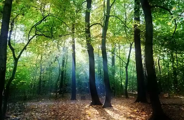 Free download Landscape Forest Autumn -  free photo or picture to be edited with GIMP online image editor