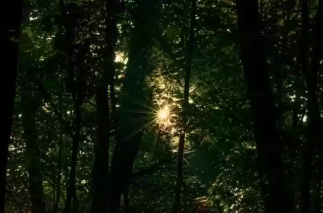 Free download Landscape Forest The Dark -  free free photo or picture to be edited with GIMP online image editor