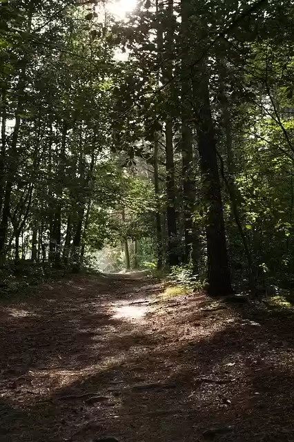 Free download Landscape Forest Walk -  free photo or picture to be edited with GIMP online image editor