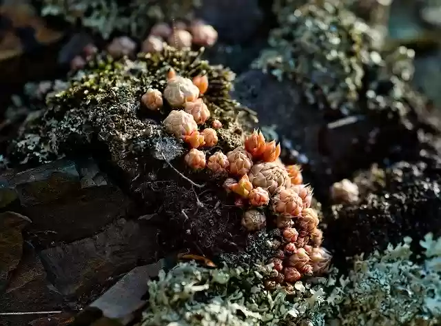 Kostenloser Download von Landscape Moss Stone - kostenloses Foto oder Bild zur Bearbeitung mit dem Online-Bildeditor GIMP