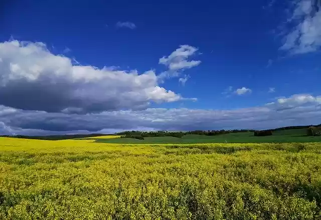 Free download Landscape Oilseed Rape Spacious -  free photo or picture to be edited with GIMP online image editor