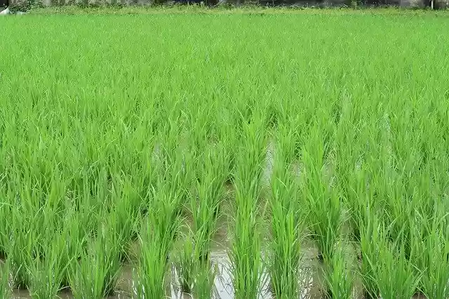 Free download Landscape Paddy Field Rice -  free photo or picture to be edited with GIMP online image editor