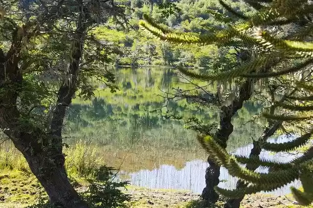 Free download Landscape Pine River -  free photo or picture to be edited with GIMP online image editor