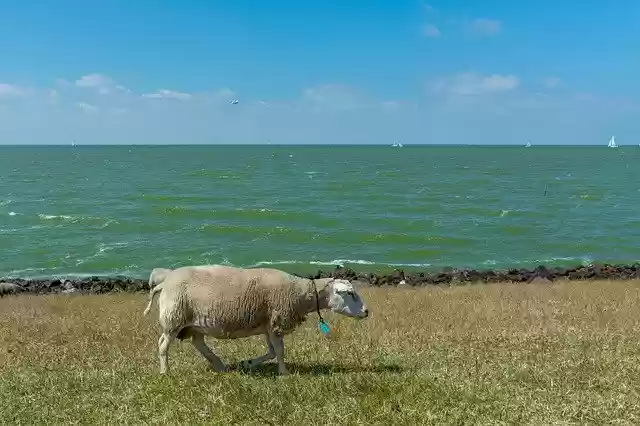 Free download Landscape Water Sheep -  free photo or picture to be edited with GIMP online image editor