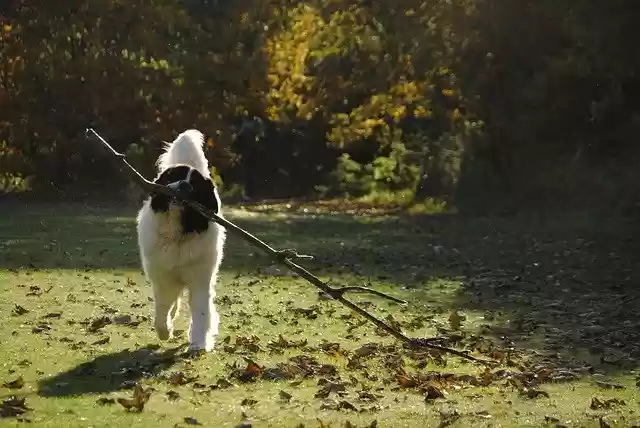 Free download Landseer Dog Breed -  free photo or picture to be edited with GIMP online image editor