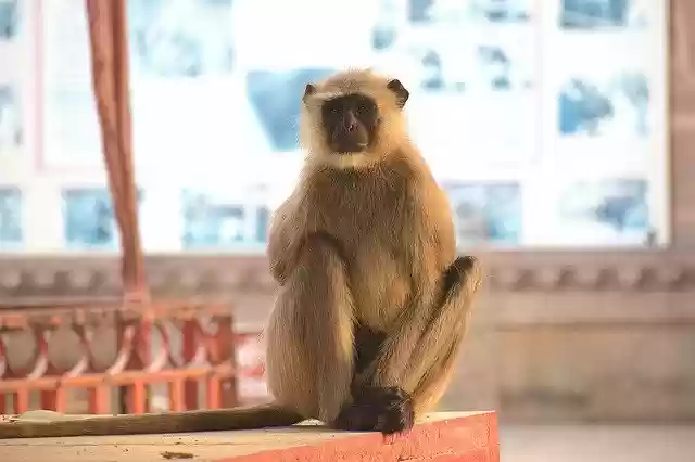 Free download Langoor Wild Animal -  free photo or picture to be edited with GIMP online image editor