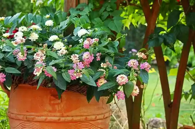 Free download Lantana Balcony Plant Summer -  free photo or picture to be edited with GIMP online image editor
