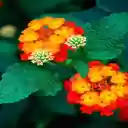 Lantana Flower Wallpaper  screen for extension Chrome web store in OffiDocs Chromium